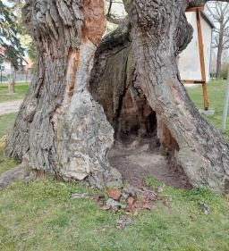 Hédervári Árpád-tölgy