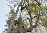 Hédervári Árpád-tölgy Hédervár