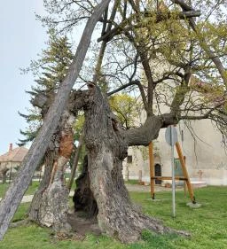 Hédervári Árpád-tölgy