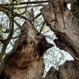 Hédervári Árpád-tölgy Hédervár - Egyéb