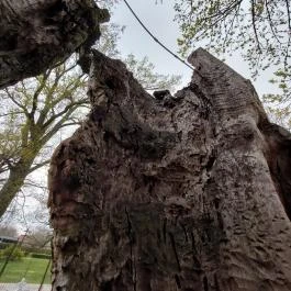 Hédervári Árpád-tölgy Hédervár - Egyéb