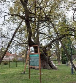 Hédervári Árpád-tölgy