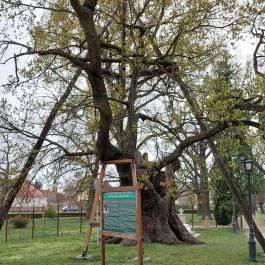 Hédervári Árpád-tölgy Hédervár - Külső kép