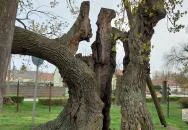 Hédervári Árpád-tölgy Hédervár