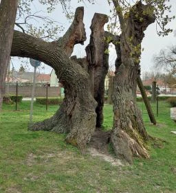 Hédervári Árpád-tölgy