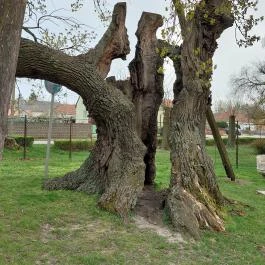 Hédervári Árpád-tölgy Hédervár - Külső kép