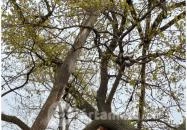 Hédervári Árpád-tölgy Hédervár