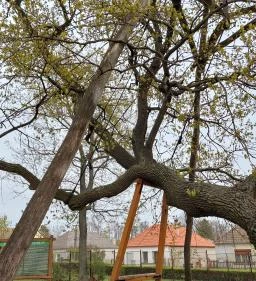 Hédervári Árpád-tölgy