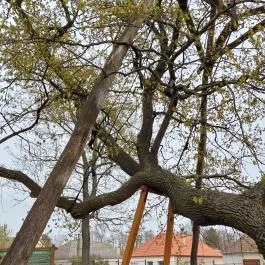 Hédervári Árpád-tölgy Hédervár - Egyéb