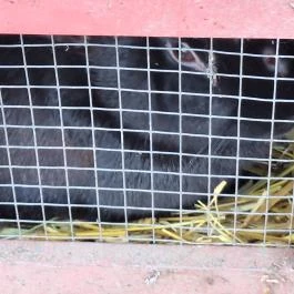 Heléna Hotel & SPA Levél - Egyéb