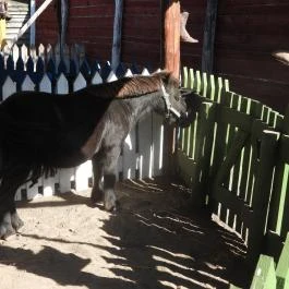 Henryx Western City Császár - Egyéb