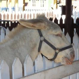 Henryx Western City Császár - Egyéb