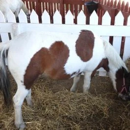 Henryx Western City Császár - Egyéb