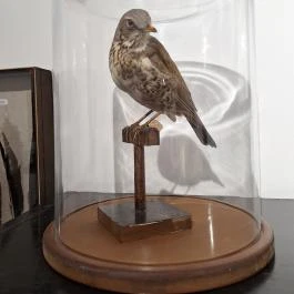 Herman Ottó Emlékház Lillafüred - Egyéb