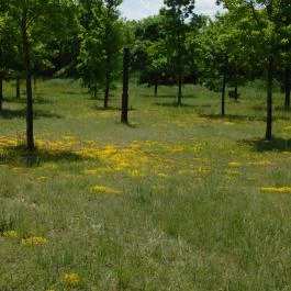 Komáromi erődrendszer - Monostori Erőd, Komárom - 