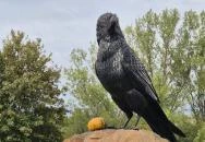 Holló szobor Hollókő