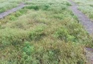 Homokmégy, Sármégy árpádkori temploma Homokmégy