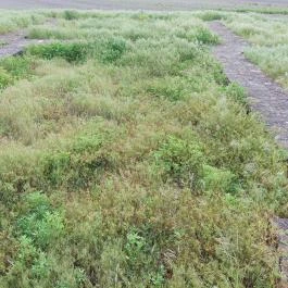 Homokmégy, Sármégy árpádkori temploma Homokmégy - Egyéb