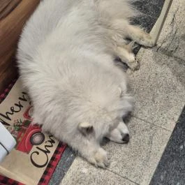 Hópihe Cookies & More Budapest - Egyéb