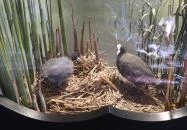 Hortobágyi Madárpark Hortobágy