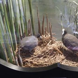 Hortobágyi Madárpark, Hortobágy - Egyéb