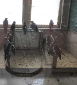 Hortobágyi Madárpark