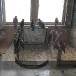 Hortobágyi Madárpark, Hortobágy - Egyéb