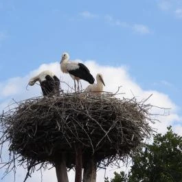Hortobágyi Madárpark, Hortobágy - Egyéb