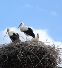 Hortobágyi Madárpark