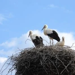 Hortobágyi Madárpark, Hortobágy - Egyéb