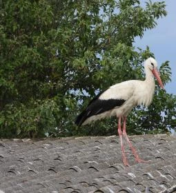 Hortobágyi Madárpark