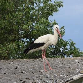 Hortobágyi Madárpark, Hortobágy - Egyéb