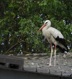 Hortobágyi Madárpark
