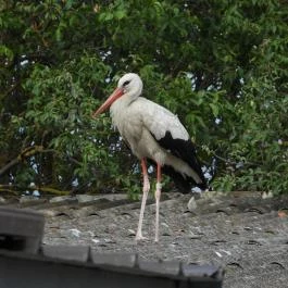 Hortobágyi Madárpark, Hortobágy - Egyéb