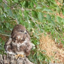 Hortobágyi Madárpark, Hortobágy - Egyéb