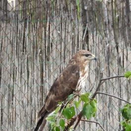 Hortobágyi Madárpark, Hortobágy - Egyéb