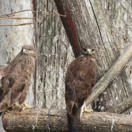 Hortobágyi Madárpark, Hortobágy - Egyéb