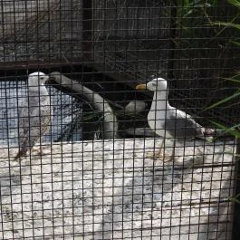 Hortobágyi Madárpark, Hortobágy - Egyéb