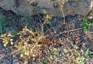 Hősi emlékmű és zászló Pázmánd