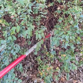 Hoyos-Miksa kastély, Lad - Egyéb