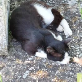 I. világháborús emlékmű, Káva - Egyéb