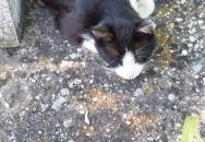 I. világháborús emlékmű Káva