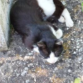 I. világháborús emlékmű, Káva - Egyéb