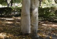 II. világháborús emlékmű Siófok