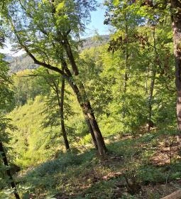 Istállóskői-barlang 