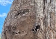 István király faszobra Ugod