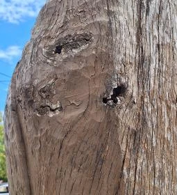 István király faszobra