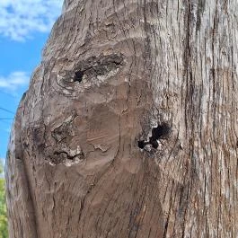 István király faszobra Ugod - Egyéb