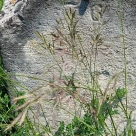 Izraelita temető, Lovasberény - Egyéb