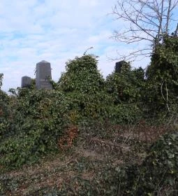 Jángori ortodox zsidó temető